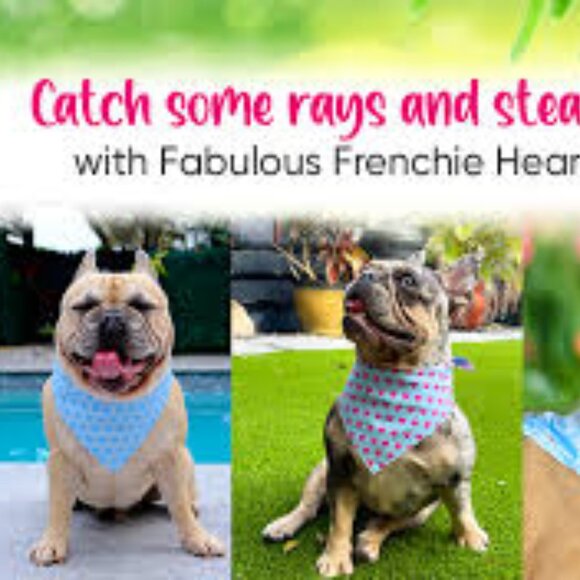 Reversible Dog Bandana Set  M - Picture 12 of 12